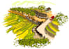 draw your landscape design perspectives and sketches