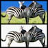 crafting stunning visual illusions and enhancements
