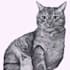 draw your pet portrait drawings