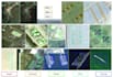 do gis, satellite image tagging using bounding box