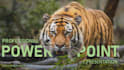 create an attractive powerpoint presentation