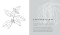 create detailed botanical vector line art illustrations