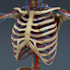 do human anatomy using 3d medical animation