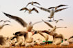create wildlife animals copywrite free documentary videos