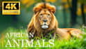 create wild animals videos ,animals documentary videos for youtube