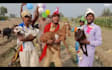 do happy birthday video or happy birthday video