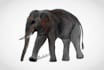 illustrate realistic animals and pets