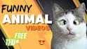 create funny animal videos and pets compilation for youtube and fb