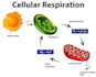 tutor biology and botany by a top ranked bps 17 lecturer