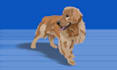 paint your pet with a digital oil technique