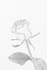 professional pencil sketch artist