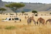 make custom travel itineraries, safaris, and adventures to kenya