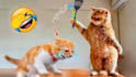 create funny animal videos for youtube