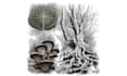 create custom hand drawn illustrations and detailed artwork