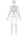 draw human anatomy and muscular system
