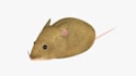 create 3d dog, cat, pet toys