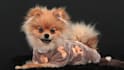 create authentic ugc videos for pet brands and dog products