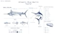 draw professional anatomical drawings for animals