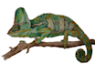 paint your pets, birds, plants and illustrations