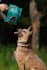 model your dog products with my australian cattle dog