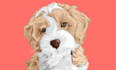 draw awesome cartoon pets