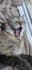promote your pet products