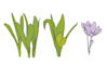create amazing botanical vector line art illustration