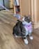 create a ugc video with my pet cat