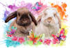 do pet portrait in butterfly inspired background