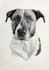 draw pet portrait sketch from photo hand drawn dog cat horse pencil drawing