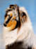 draw realistic portraits of your animals