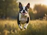 provide a royalty free ai generated image