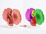 do photoshop color correction, color replacement service