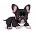 create a cartoon of your animal