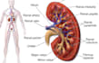 write profound SEO optimized medical articles and health blogs within 24 hrs