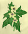 create illustration of plants, flowers, fruits and mushrooms