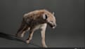 do 3d cgi animal composting 3d animal model 3d animation 3d bird design vfx cgi