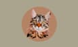 create your photorealistic digital pet portrait illustration