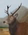 draw a digital animal illustration
