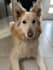 create ugc content, photos and videos with my dog