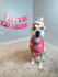 be your dog model