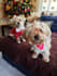 create high quality ugc videos with dogs for your pet brand