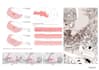 do urban mapping, architectural site analysis and diagram