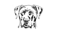 draw a custom black and white line art pet portrait