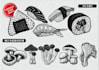 draw vintage engraving illustration for packaging, branding