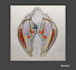 do medical sketch , illustration or medial animation
