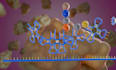 create realistic 3d medical animation, medical animation, surgery animation