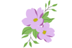line art illustrations, botanical flowers, plants