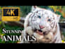do a monetizable wild animals videos for youtube within 24 hours