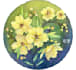 draw  botanical  illustration art for you